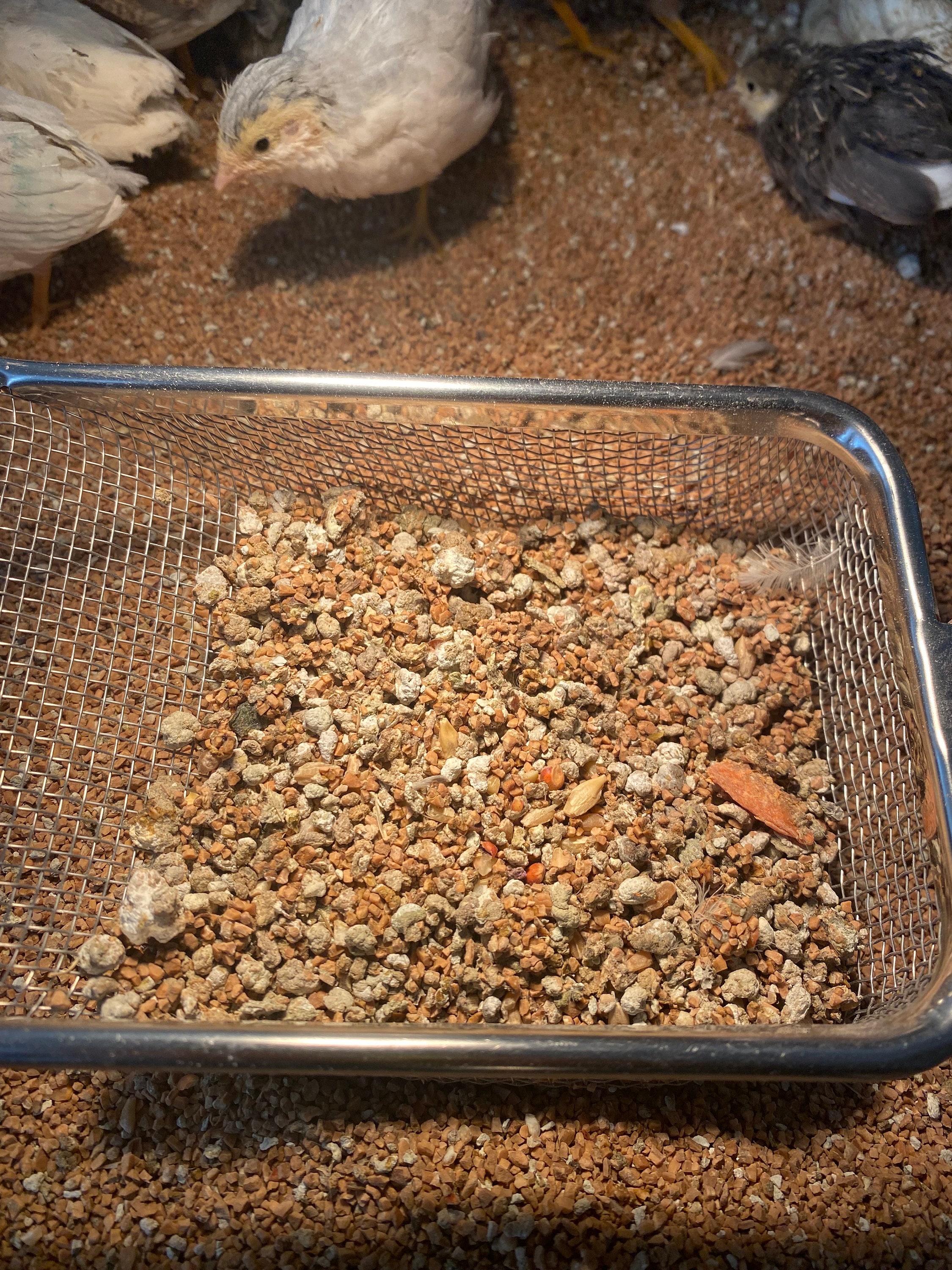 Button Quail Manure Fertilizer / Chicken Manure Fertilizer Covered With