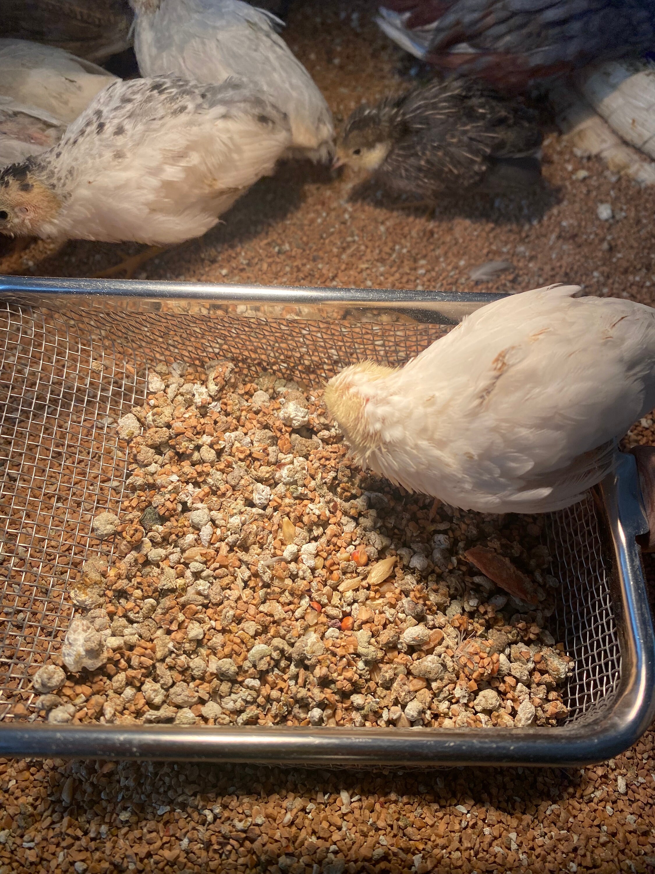 Button Quail Manure Fertilizer / Chicken Manure Fertilizer Covered With