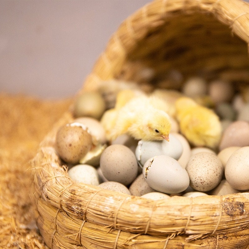 Premium Unfertilized Button Quail Eggs Perfect for Pet Food African Egg