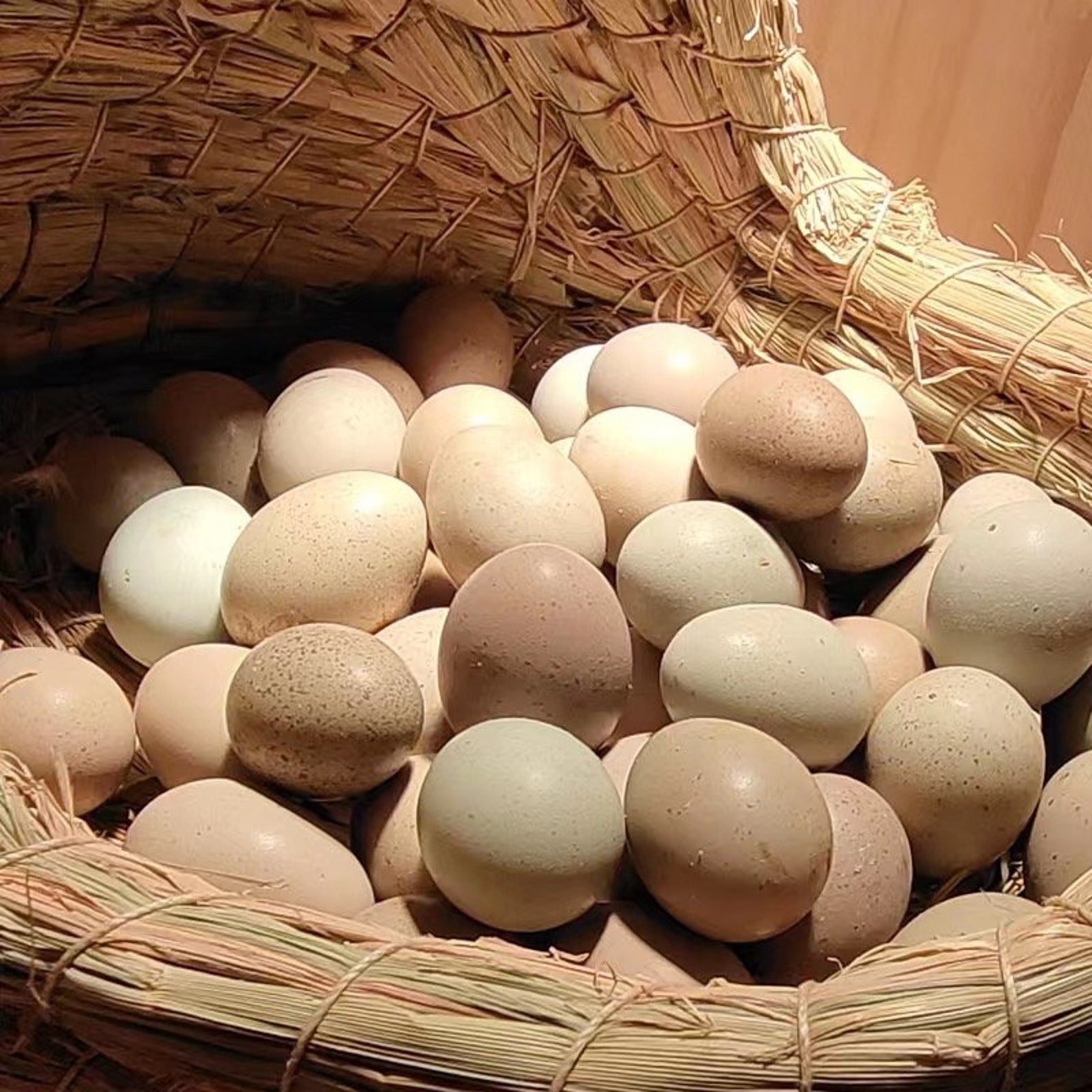 Black Person Candling A Button Quail Egg - sj8k79j