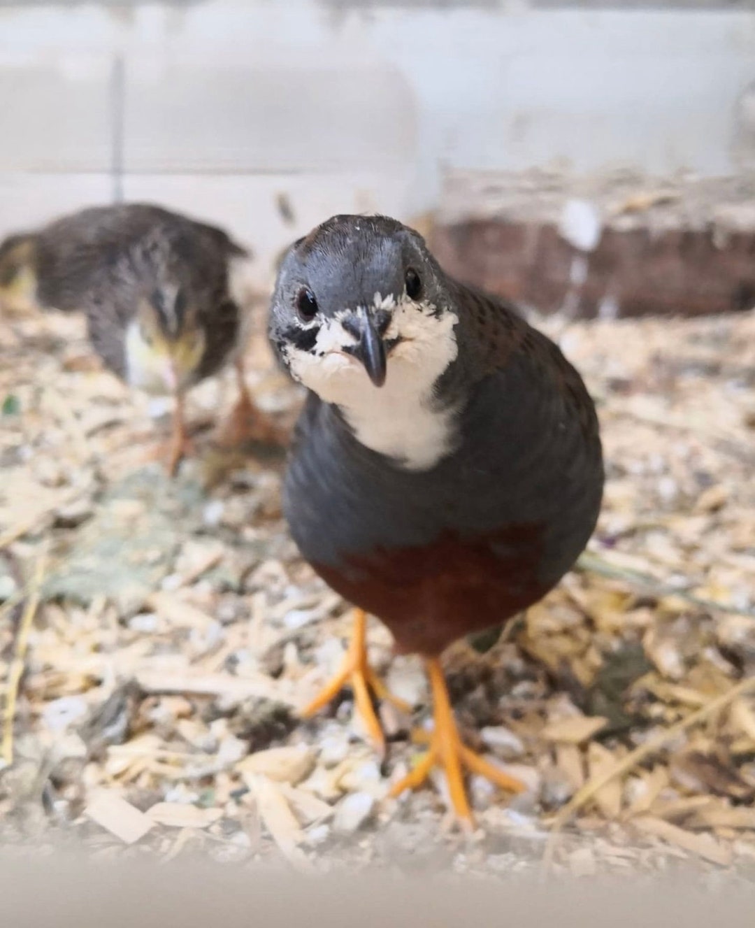 Button Quail Manure Fertilizer / Chicken Manure Fertilizer Covered With