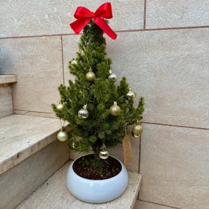Può includere: Un piccolo albero sempreverde in vaso decorato con ornamenti sferici dorati e un grande fiocco in raso rosso sulla cima. L'albero è piantato in un vaso rotondo di ceramica bianca e una piccola etichetta rettangolare di carta marrone pende.