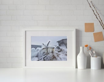 Newfoundland photography prints "Frozen" Fogo Island