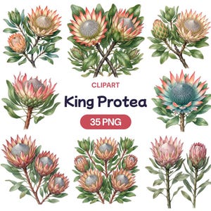 May include: A collection of watercolour King Protea flower illustrations. The flowers are depicted in shades of pink, peach, and green, with intricate details. The image includes the text "CLPART", "King Protea", and "35 PNG".