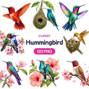 Può includere: Una collezione di immagini clipart di colibrì ad acquerello. Le immagini presentano colibrì in varie pose, con colori e dettagli vibranti. Alcune immagini includono fiori, nidi e il testo "Hummingbird" e "120 PNG".