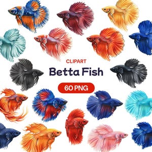 May include: A collection of colorful Betta fish illustrations in various colors, including blue, red, orange, yellow, and black. The image includes the text "Clipart Betta Fish" and "60 PNG".