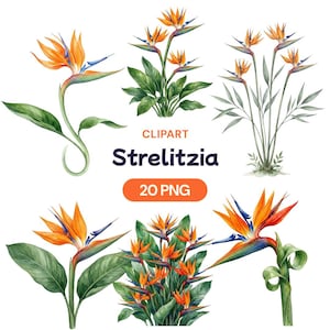 May include: Watercolor clipart featuring multiple Strelitzia flowers, also known as Bird of Paradise. The flowers are orange, blue, and white, with green leaves. The image includes the text "CLPART Strelitzia 20 PNG".