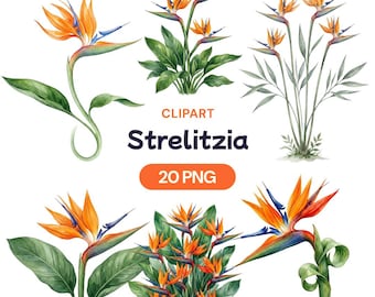 Imágenes prediseñadas de Strelitzia, Ave del Paraíso en acuarela PNG, Gráfico de flor naranja tropical, Arte floral exótico, Decoración botánica de hojas