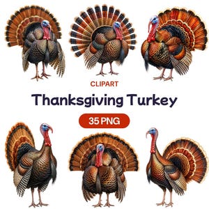 May include: A collection of six illustrations of turkeys with fanned tail feathers in shades of brown, orange, and black, featuring red wattles and blue heads. The text reads CLIPART, Thanksgiving Turkey, and 35 PNG on a white background.