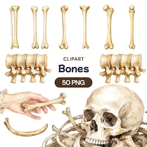 May include: A collection of watercolour illustrations featuring various human bones, including long bones, vertebrae segments, a rib, and a skull. The text CLIPART Bones 50 PNG is centred in the middle. One illustration shows a hand holding a bone.