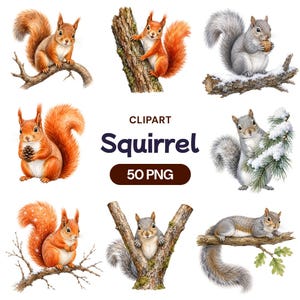 May include: A collection of eight watercolor-style squirrel illustrations featuring red and gray squirrels on tree branches, some with snow, pine needles, or nuts. The central text reads CLIPART Squirrel 50 PNG, presented on a white background.