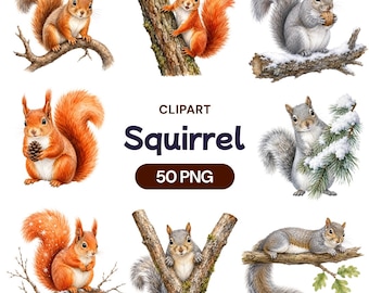 Watercolor Squirrel Clipart, Forest Animals PNG, Woodland Creatures Graphics (50 PNG)