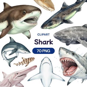 Może przedstawiać: Akwarelowa grafika clipart przedstawiająca różne ilustracje rekinów w odcieniach szarości, brązu i bieli. Słowo "Shark" jest wyświetlane pogrubioną czcionką, z napisem "70 PNG" poniżej. Obraz przedstawia różne gatunki rekinów.