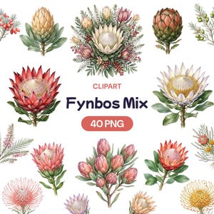 May include: Watercolor clipart featuring various Fynbos flowers in shades of red, pink, yellow, and green. The image includes individual flower illustrations and arrangements, with the text "Fynbos Mix" and "40 PNG".
