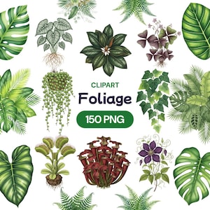 May include: A collection of botanical clipart featuring various green foliage illustrations. The image includes detailed drawings of leaves, plants, and flowers, with the word "Foliage" and "150 PNG" in the center.