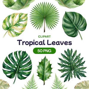 Puede incluir: Clipart de acuarela de varias hojas tropicales en tonos verdes. La imagen incluye una palmera abanico, monstera y otro follaje tropical. El texto dice "CLIPART Tropical Leaves 50 PNG".