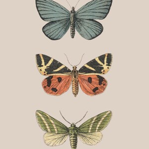 Vintage Butterfly Moth Wall Art | Beige Background Insect Print | Digital Download Printable Nature Decor | Boho Botanical Gallery Art