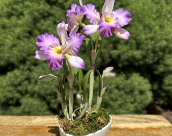 Handgemachte Cattleya Clay Orchideen.