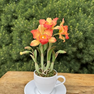 Handmade Cattleya Clay Orchids.