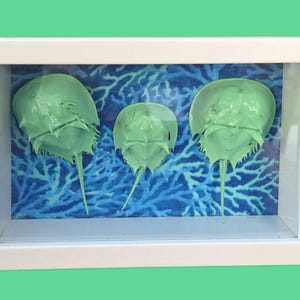 Horseshoe Crab Shadowbox