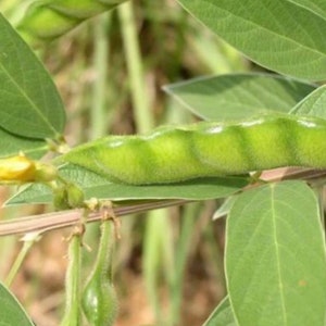 May include: Close-up of a green plant with several pods and leaves. The pods are a vibrant green color and have a slightly fuzzy texture. The leaves are a darker green and have a smooth surface. The plant is in a natural setting.