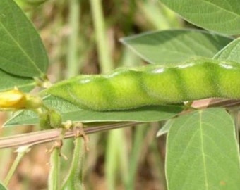 Dry Pegeon leaves (fey pwa congo)