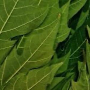 Fey Langue chat sèche