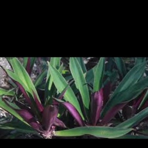 Fey boul de mas seche