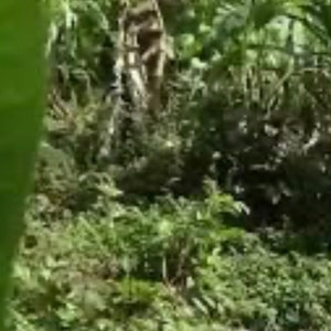 May include: A lush green jungle scene with tall banana plants and dense foliage. The plants are growing in a tropical environment, creating a sense of wild beauty.