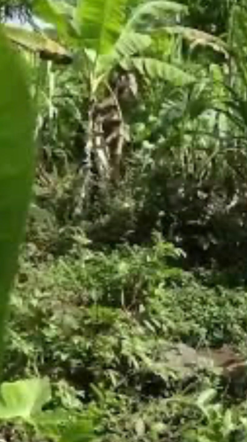 May include: A lush green jungle scene with tall banana plants and dense foliage. The plants are growing in a tropical environment, creating a sense of wild beauty.