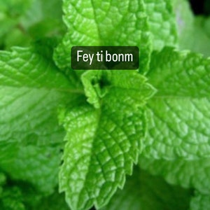 Könnte beinhalten: Nahaufnahme von leuchtend grünen Minzblättern mit strukturierten Oberflächen. Das Bild enthält den Text "Fey ti bonm" in einem schwarzen Feld. Die Blätter sind ein helles, frisches Grün, was auf eine gesunde Pflanze hindeutet.