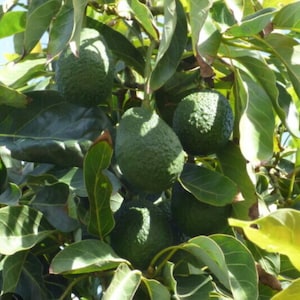Dry Avocado leaf
