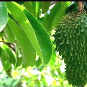 Dry Soursop leaf (fey corosol)
