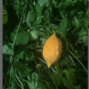 Fey Assosi ( dry cerase leaf )