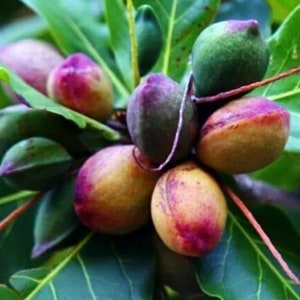 Dry Almond  leaf (fey zanmann)