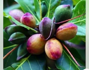 Dry Almond  leaf (fey zanmann)