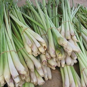 Haitian Citronelle (dry Lemongrass Herbs) - Etsy