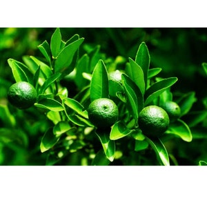 Fey citron sèche