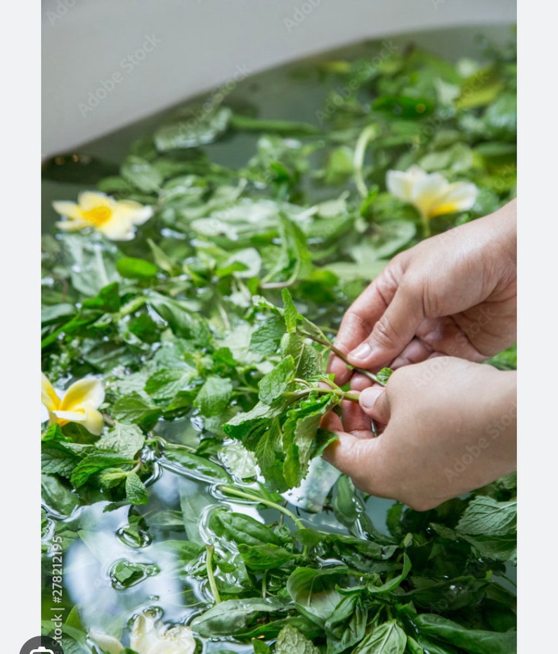 May include: A person's hands are shown holding a bunch of fresh green mint leaves in a bathtub filled with water and more mint leaves. There are also white flowers floating in the water.