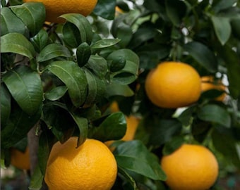 Sour Orange leaf(fey zoranj su) sèche