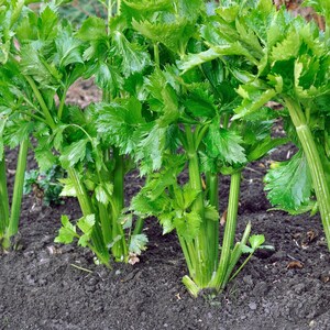 CELERY - UTAH TALL Celery Seed - Heirloom - Qty: 100