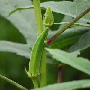 OKRA - LADY FINGERS Okra Seed -  Heirloom - Abelmoschus esculentus - Qty: 88 Seed
