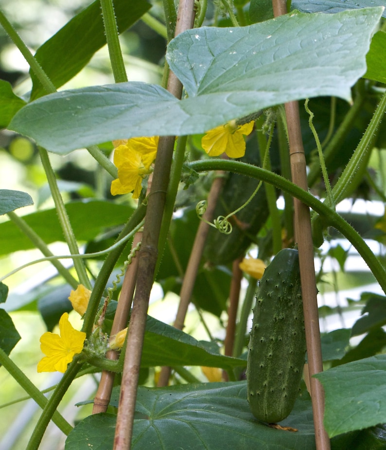 CUCUMBER BOSTON PICKLING Cucumber Seed Heirloom Qty: 75 - Etsy