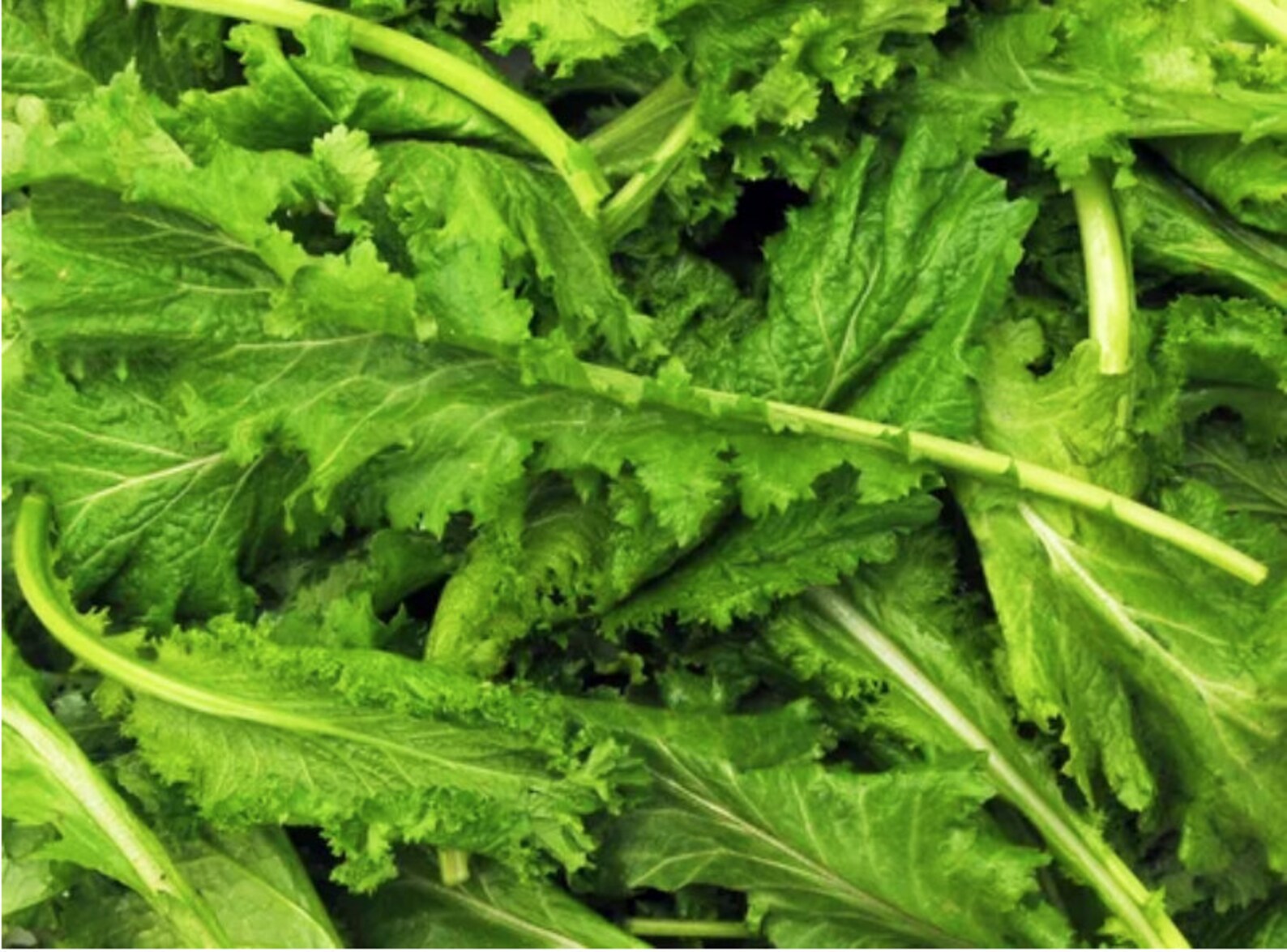 thumbnail image 2 of Old Fashioned Mustard Greens Seeds – Heirloom, Non-GMO – 100 Seeds By Country Creek 2 of 6