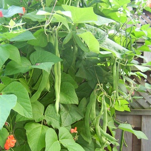 BEANS - (Pole) SCARLET RUNNER Pole Bean Seed - Heirloom - Qty: 60