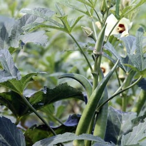 OKRA - PERKINS Long Pod Okra Seed -  Heirloom - Abelmoschus esculentus - Qty: 88 Seed