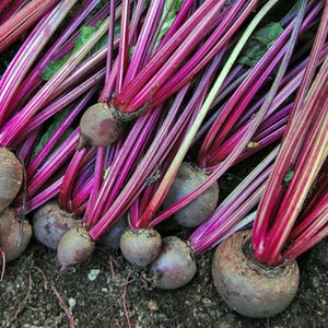 BEETS - TALL TOP Beetroot Beet Seeds - Heirloom Qty: 125