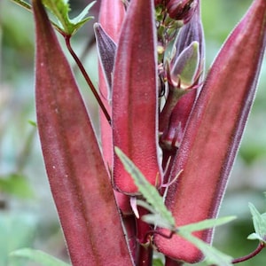 OKRA - RED Burgundy Okra Seed -  Heirloom - Abelmoschus esculentus - AAS Winner Qty: 88 Seed