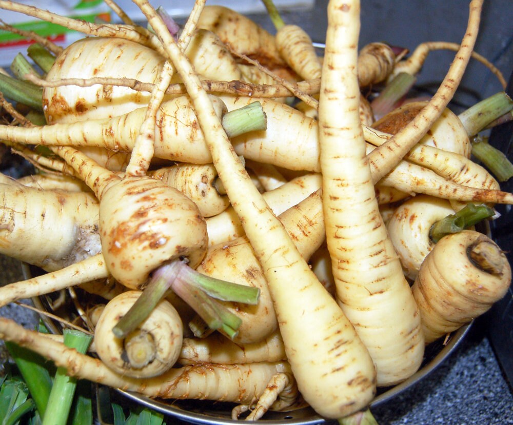 700+ Harris Model Parsnip Seeds – Heirloom, Non-GMO, Cold Resistant – Zones 3-12