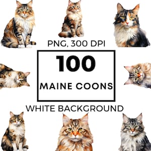 Arte Maine Coon - Maine Coon png - Clipart Maine coon - Vetor Maine coon - Clipart de gatinho - Clipart de gato - POD permitido - Uso comercial